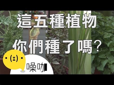 癸水 防蚊樹風水